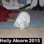 Holly Alcorn .2015